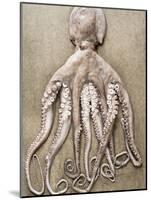 An Entire Octopus-Sarka Babicka-Mounted Photographic Print