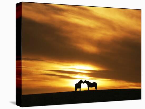 An Equine Kiss-Adrian Campfield-Stretched Canvas