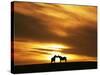 An Equine Kiss-Adrian Campfield-Stretched Canvas