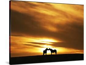 An Equine Kiss-Adrian Campfield-Stretched Canvas