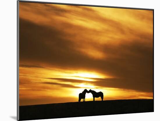 An Equine Kiss-Adrian Campfield-Mounted Photographic Print