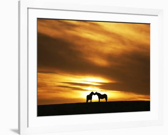 An Equine Kiss-Adrian Campfield-Framed Photographic Print