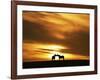 An Equine Kiss-Adrian Campfield-Framed Photographic Print