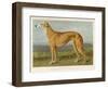 An Example of a Fallow Colour Greyhound Standing-null-Framed Art Print