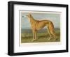 An Example of a Fallow Colour Greyhound Standing-null-Framed Art Print