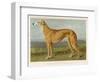 An Example of a Fallow Colour Greyhound Standing-null-Framed Art Print