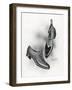 An Example of a Front Lacing Shoe and Boot with a Contrasting Upper Which May be Composed of Canvas-null-Framed Art Print