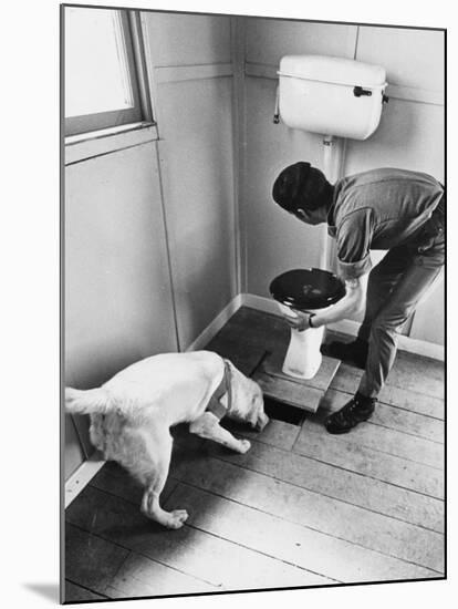 An Excited Army Sniffer Dog Sniffs under the Floorboards Near the Toilet-null-Mounted Photographic Print
