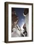 An Experienced Male Ice Climber Ice Climbing in the Box Canyon of Ouray, Colorado-D. Scott Clark-Framed Photographic Print