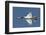 An F-16 of the U.S. Air Force Air Demonstration Squadron Thunderbirds-Stocktrek Images-Framed Photographic Print