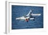 An F-A-18C Hornet Launches from the Flight Deck of USS Harry S. Truman-null-Framed Photographic Print