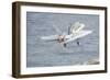 An F-A-18C Hornet Taking Off-null-Framed Photographic Print