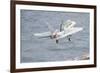 An F-A-18C Hornet Taking Off-null-Framed Photographic Print