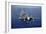 An F-A-18E Super Hornet Flying Above USS John C. Stennis-null-Framed Photographic Print