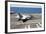 An Fa-18F Super Hornet Lands Aboard USS George H.W. Bush-null-Framed Photographic Print