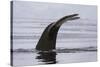 An humpback whale (Megaptera novaeangliae), diving in Wilhelmina Bay, Antarctica, Polar Regions-Sergio Pitamitz-Stretched Canvas