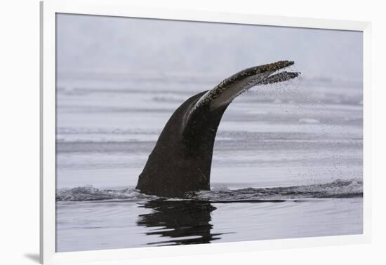 An humpback whale (Megaptera novaeangliae), diving in Wilhelmina Bay, Antarctica, Polar Regions-Sergio Pitamitz-Framed Photographic Print