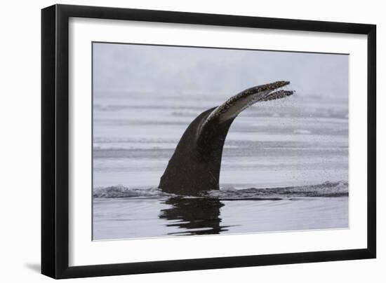 An humpback whale (Megaptera novaeangliae), diving in Wilhelmina Bay, Antarctica, Polar Regions-Sergio Pitamitz-Framed Photographic Print