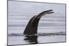 An humpback whale (Megaptera novaeangliae), diving in Wilhelmina Bay, Antarctica, Polar Regions-Sergio Pitamitz-Mounted Photographic Print