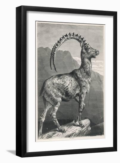 An Ibex, a Member of the Goat Family-null-Framed Art Print