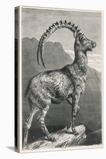 An Ibex, a Member of the Goat Family-null-Stretched Canvas