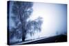 An Ice Encrusted Tree and Thick Fog in the Morning after a Snowstorm in North Central Oregon-Bennett Barthelemy-Stretched Canvas