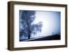 An Ice Encrusted Tree and Thick Fog in the Morning after a Snowstorm in North Central Oregon-Bennett Barthelemy-Framed Photographic Print