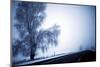 An Ice Encrusted Tree and Thick Fog in the Morning after a Snowstorm in North Central Oregon-Bennett Barthelemy-Mounted Photographic Print