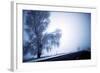 An Ice Encrusted Tree and Thick Fog in the Morning after a Snowstorm in North Central Oregon-Bennett Barthelemy-Framed Photographic Print