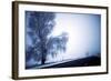 An Ice Encrusted Tree and Thick Fog in the Morning after a Snowstorm in North Central Oregon-Bennett Barthelemy-Framed Photographic Print