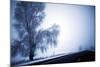 An Ice Encrusted Tree and Thick Fog in the Morning after a Snowstorm in North Central Oregon-Bennett Barthelemy-Mounted Photographic Print