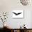 An Image Of A Grunge Black Bird-magann-Stretched Canvas displayed on a wall