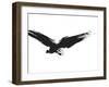 An Image Of A Grunge Black Bird-magann-Framed Art Print