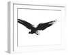 An Image Of A Grunge Black Bird-magann-Framed Art Print