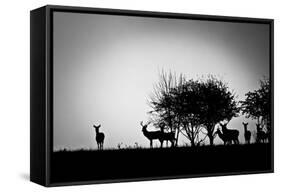 An Image Of Some Deer In The Morning Mist-magann-Framed Stretched Canvas