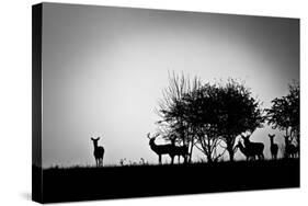 An Image Of Some Deer In The Morning Mist-magann-Stretched Canvas