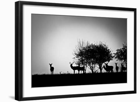 An Image Of Some Deer In The Morning Mist-magann-Framed Art Print