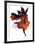 An imaginary flower based on an amaryllis-Hiroyuki Izutsu-Framed Giclee Print