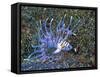 An Immature Specimen of Lion Fish-Andrea Ferrari-Framed Stretched Canvas