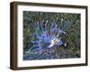 An Immature Specimen of Lion Fish-Andrea Ferrari-Framed Photographic Print