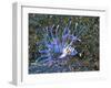 An Immature Specimen of Lion Fish-Andrea Ferrari-Framed Photographic Print