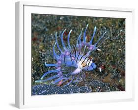 An Immature Specimen of Lion Fish-Andrea Ferrari-Framed Photographic Print