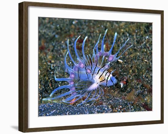 An Immature Specimen of Lion Fish-Andrea Ferrari-Framed Photographic Print