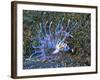 An Immature Specimen of Lion Fish-Andrea Ferrari-Framed Photographic Print