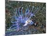 An Immature Specimen of Lion Fish-Andrea Ferrari-Mounted Photographic Print