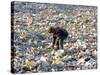 An Impoverished Mongolian Man Sorts Through Garbage at an Ulan Bator Dump-null-Stretched Canvas