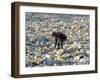 An Impoverished Mongolian Man Sorts Through Garbage at an Ulan Bator Dump-null-Framed Photographic Print