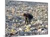An Impoverished Mongolian Man Sorts Through Garbage at an Ulan Bator Dump-null-Mounted Photographic Print
