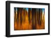 An Impressionistic in Camera Blur of Colorful Autumn Trees-Rona Schwarz-Framed Photographic Print