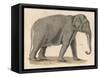 An Indian Elephant-null-Framed Stretched Canvas